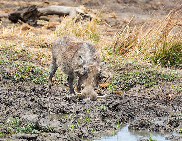 Warthog