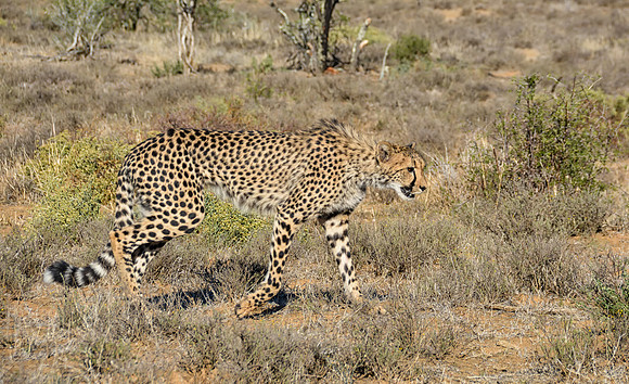 Juvenile Cheetah Stalking
