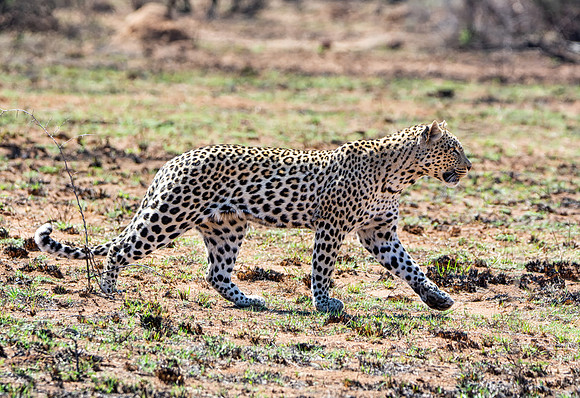Male Leopard