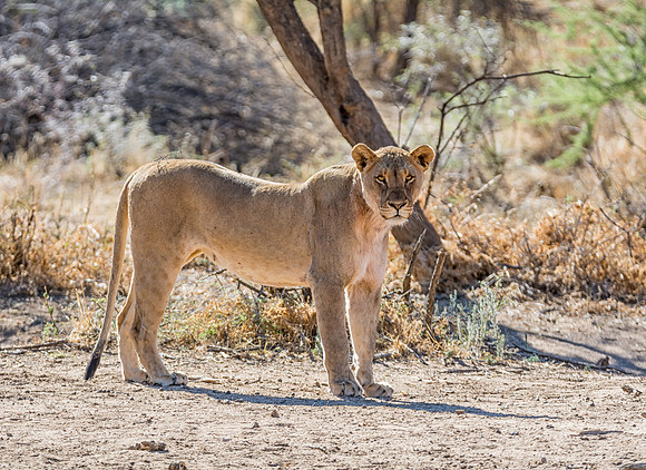 Female Lion