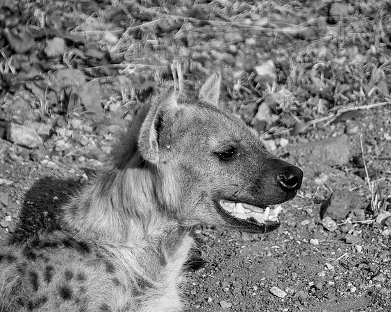 Female Spotted Hyena