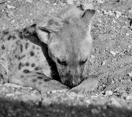 Female Spotted Hyena
