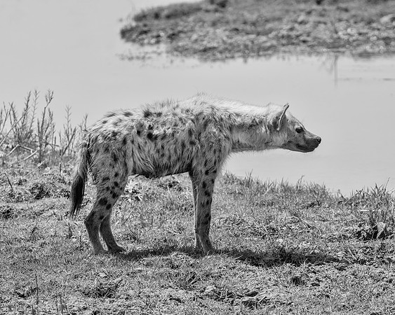 Spotted Hyena