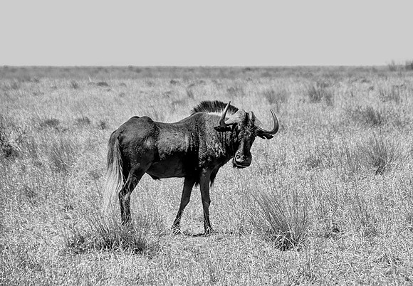 Black Wildebeest