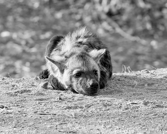 Spotted Hyena Pup