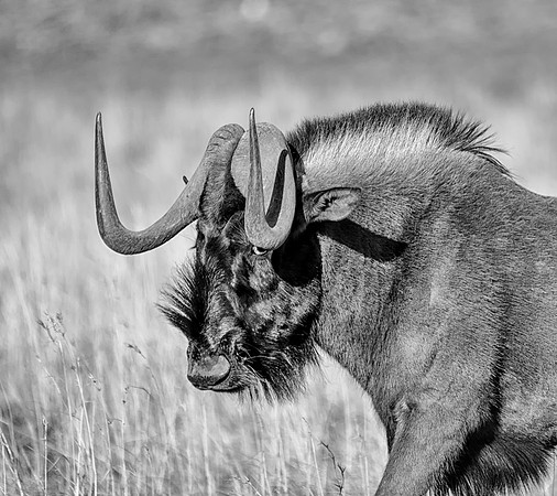 Black Wildebeest