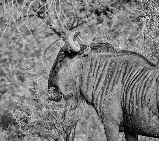 Blue Wildebeest Running