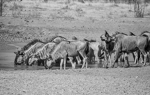 Blue Wildebeest