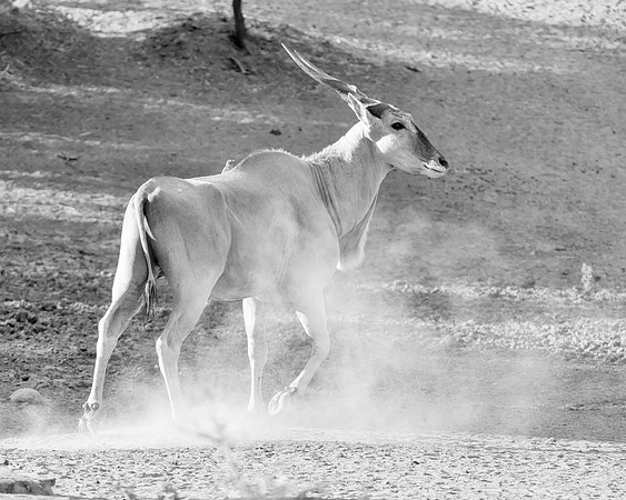 Eland Bull