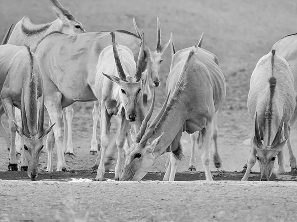 Eland Herd