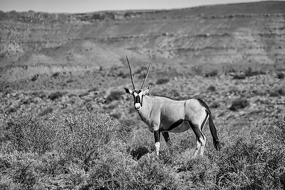 Gemsbok Antelope