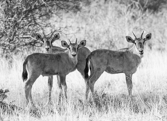 Gemsbok Calves