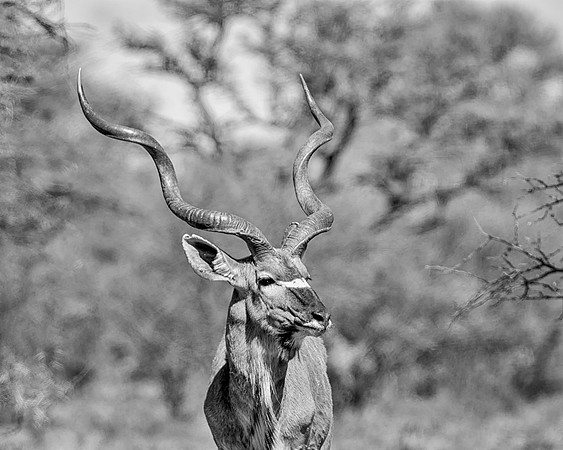 Kudu Bull