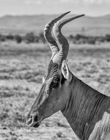 Red Hartebeest