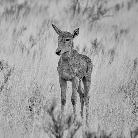 Red Hartebeest Calf
