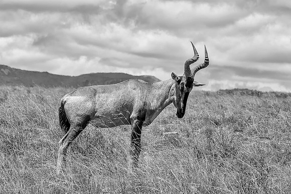 Red Hartebeest Portrait