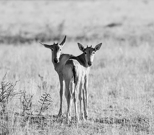 Red Hartebeest Calves