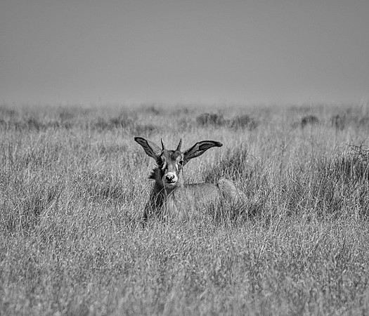 Juvenile Roan Antelope