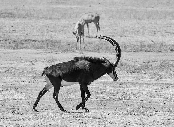 Sable Antelope