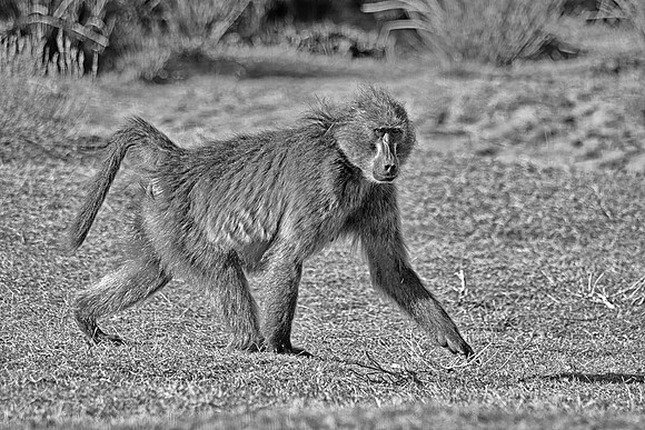 Male Chacma Baboon