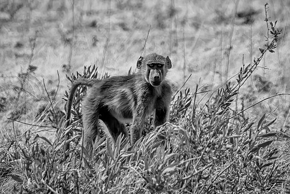 Juvenile Chacma Baboon