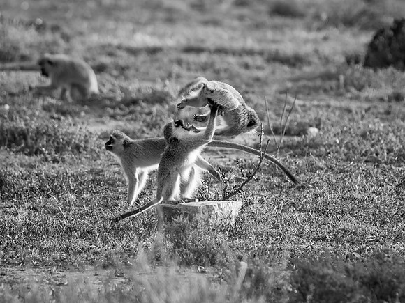 Monkeys Playing