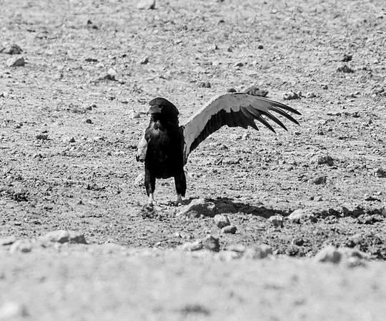 Bateleur Eagle
