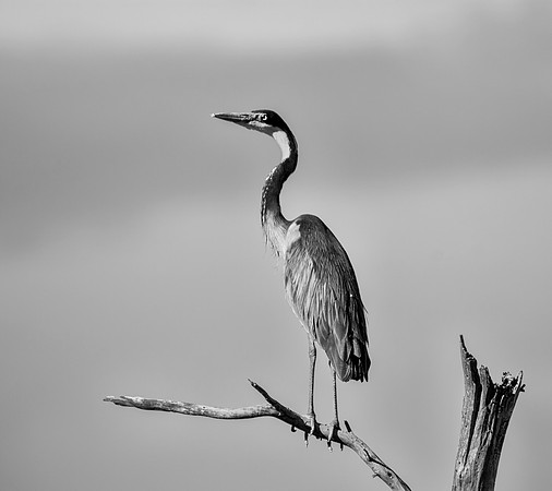 Black-headed Heron