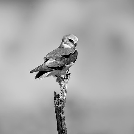 Black-shouldered Kite