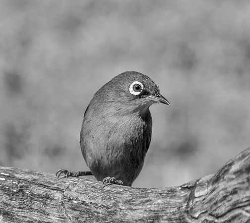 Cape White-eye