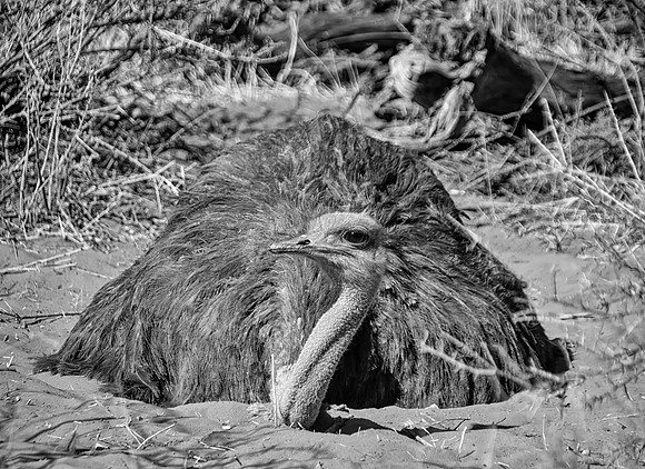 Female Ostrich