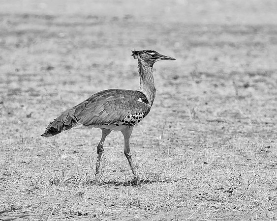 Kori Bustard