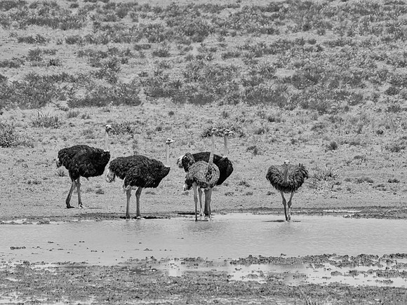 Ostriches At A Water Hole
