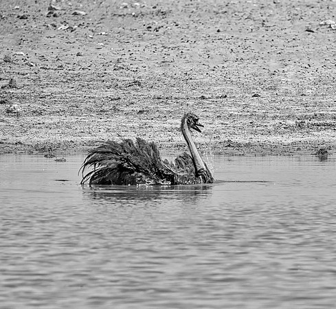 Ostrich In Water