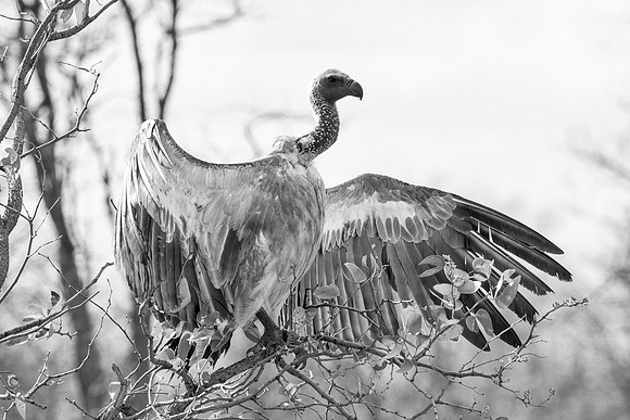 White-backed Vulture