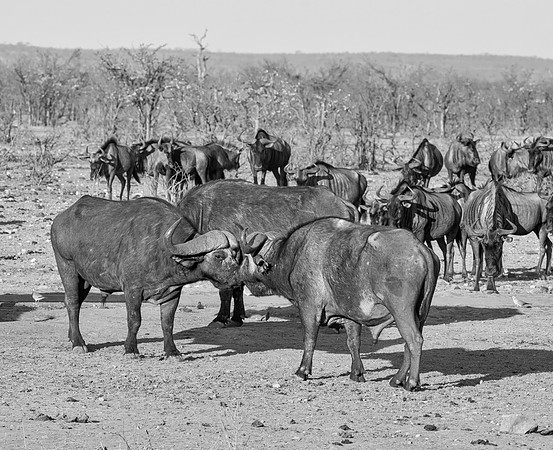 Cape Buffalo