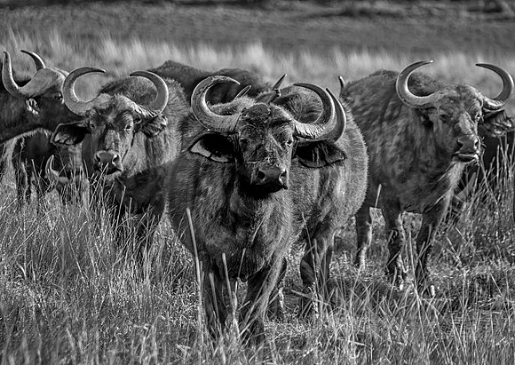 African Buffalo