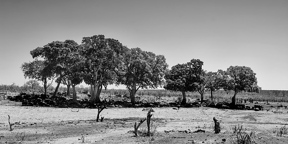 Cape Buffalo Herd