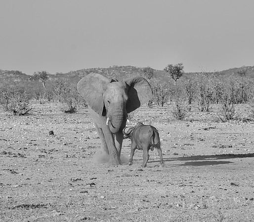 Elephant And Buffalo