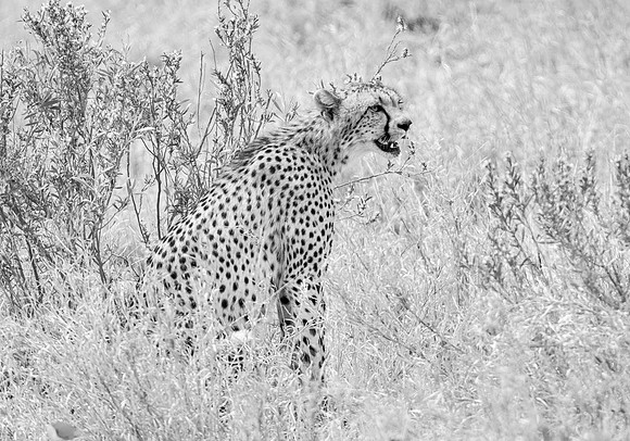Cheetah