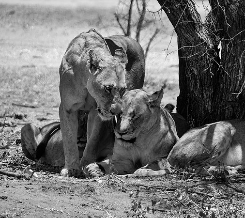 Female Lions