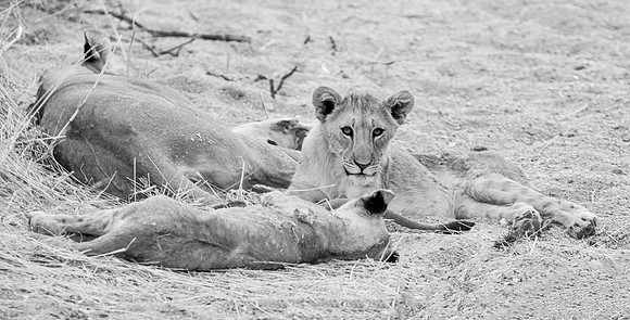 Lion Cubs
