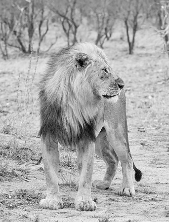 Male Lion