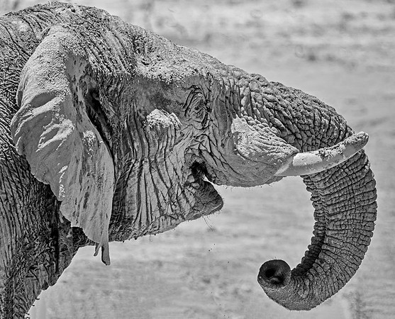 Elephant Detail