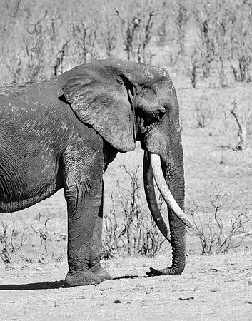 African Elephant Bull