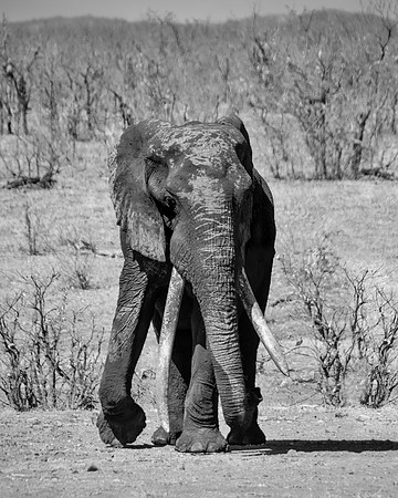 African Elephant Bull