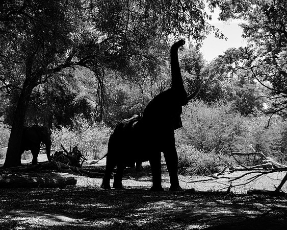 African Elephants