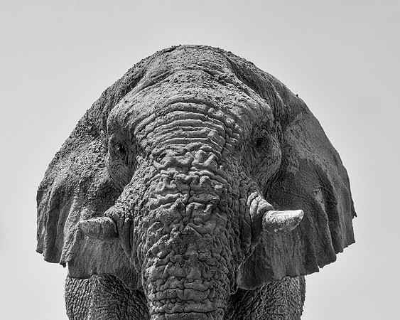 Elephant Portrait