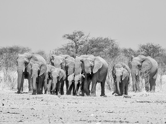 Elephant Family