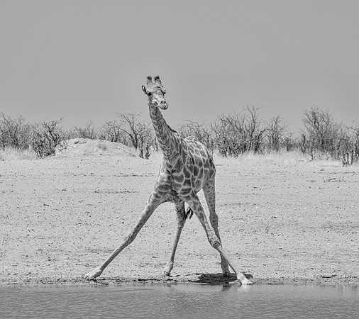 Giraffe Drinking